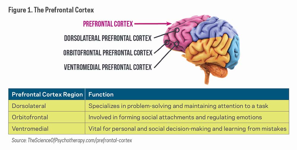 diagram of brain